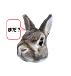 すずきどうぶつえん（個別スタンプ：7）