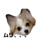 すずきどうぶつえん（個別スタンプ：8）
