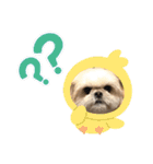 はんすけくん（個別スタンプ：12）