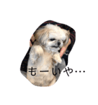 はんすけくん（個別スタンプ：13）