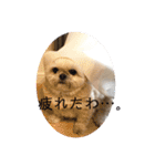 はんすけくん（個別スタンプ：20）