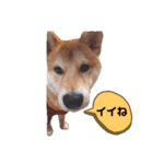 今日も元気 あべのりょう（個別スタンプ：24）