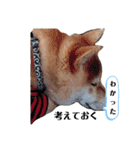 今日も元気 あべのりょう（個別スタンプ：31）