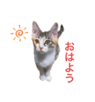 ☆とっちゃんスタンプ☆（個別スタンプ：1）