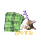 ☆とっちゃんスタンプ☆（個別スタンプ：2）