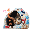 ☆とっちゃんスタンプ☆（個別スタンプ：4）