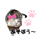 ☆とっちゃんスタンプ☆（個別スタンプ：5）