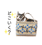 ☆とっちゃんスタンプ☆（個別スタンプ：8）