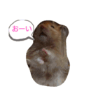 ハムスターころすけの日常（個別スタンプ：5）