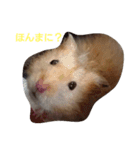 ハムスターころすけの日常（個別スタンプ：15）