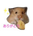 ハムスターころすけの日常（個別スタンプ：16）