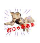 こむろんちのスタンプ2（個別スタンプ：4）