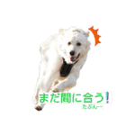 こむろんちのスタンプ2（個別スタンプ：7）