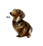 愛犬チョコのスターンプ（個別スタンプ：1）