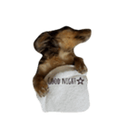 愛犬チョコのスターンプ（個別スタンプ：2）