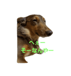 愛犬チョコのスターンプ（個別スタンプ：3）