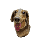 愛犬チョコのスターンプ（個別スタンプ：4）
