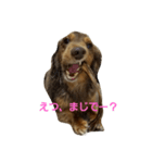 愛犬チョコのスターンプ（個別スタンプ：8）