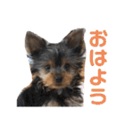 愛犬ぷーともちこ日常で使えるスタンプ（個別スタンプ：1）