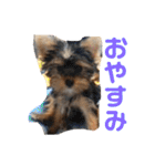 愛犬ぷーともちこ日常で使えるスタンプ（個別スタンプ：2）