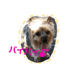 愛犬ぷーともちこ日常で使えるスタンプ（個別スタンプ：4）