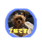 愛犬ぷーともちこ日常で使えるスタンプ（個別スタンプ：5）