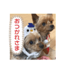 愛犬ぷーともちこ日常で使えるスタンプ（個別スタンプ：7）