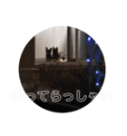 愛犬ぷーともちこ日常で使えるスタンプ（個別スタンプ：9）