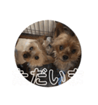 愛犬ぷーともちこ日常で使えるスタンプ（個別スタンプ：10）
