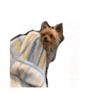 愛犬ぷーともちこ日常で使えるスタンプ（個別スタンプ：11）
