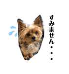 愛犬ぷーともちこ日常で使えるスタンプ（個別スタンプ：13）