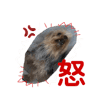 愛犬ぷーともちこ日常で使えるスタンプ（個別スタンプ：15）
