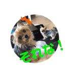 愛犬ぷーともちこ日常で使えるスタンプ（個別スタンプ：16）