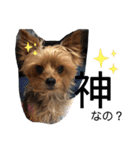 愛犬ぷーともちこ日常で使えるスタンプ（個別スタンプ：17）