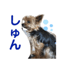 愛犬ぷーともちこ日常で使えるスタンプ（個別スタンプ：18）