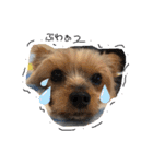 愛犬ぷーともちこ日常で使えるスタンプ（個別スタンプ：19）