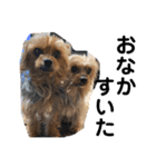 愛犬ぷーともちこ日常で使えるスタンプ（個別スタンプ：22）