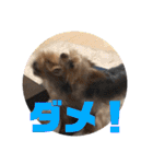 愛犬ぷーともちこ日常で使えるスタンプ（個別スタンプ：23）