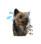 愛犬ぷーともちこ日常で使えるスタンプ（個別スタンプ：24）