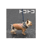 愛犬ぷーともちこ日常で使えるスタンプ（個別スタンプ：25）