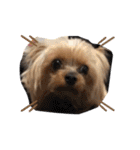 愛犬ぷーともちこ日常で使えるスタンプ（個別スタンプ：27）