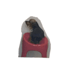 愛犬ぷーともちこ日常で使えるスタンプ（個別スタンプ：29）
