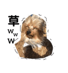 愛犬ぷーともちこ日常で使えるスタンプ（個別スタンプ：30）