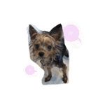 愛犬ぷーともちこ日常で使えるスタンプ（個別スタンプ：32）