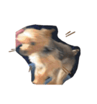 愛犬ぷーともちこ日常で使えるスタンプ（個別スタンプ：33）