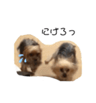 愛犬ぷーともちこ日常で使えるスタンプ（個別スタンプ：35）