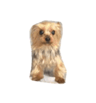愛犬ぷーともちこ日常で使えるスタンプ（個別スタンプ：37）