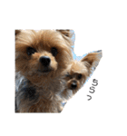 愛犬ぷーともちこ日常で使えるスタンプ（個別スタンプ：39）