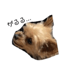 愛犬ぷーともちこ日常で使えるスタンプ（個別スタンプ：40）