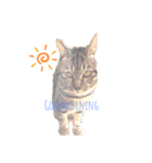 わが家のぽんずう（個別スタンプ：3）